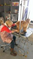 during doodle grooming